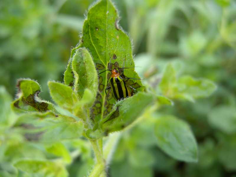 Tarnished and fourlined plant bugs